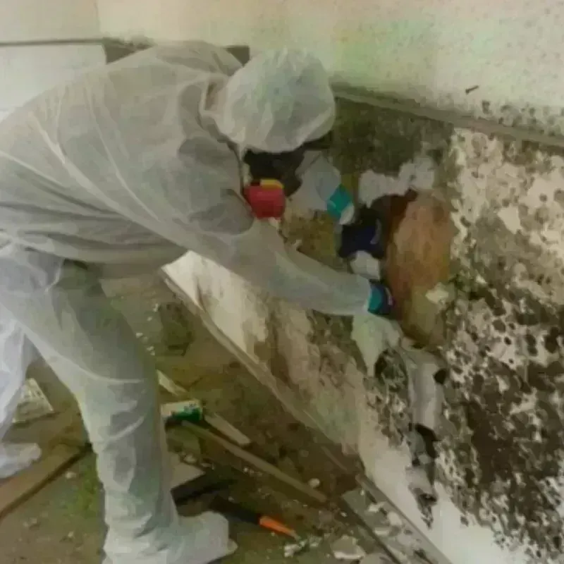 Mold Remediation and Removal in Shandon, CA